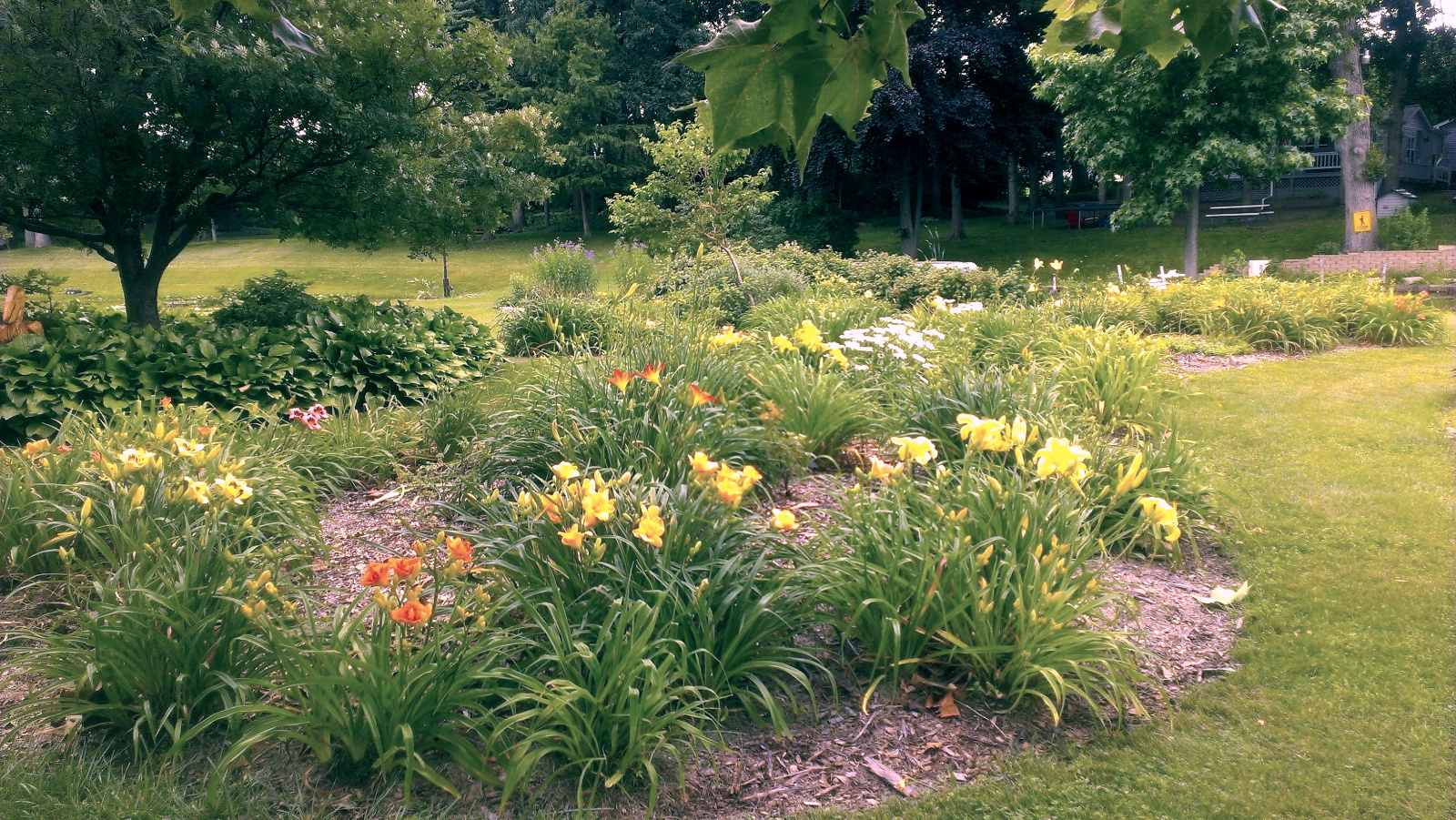 Daylily flowerbeds